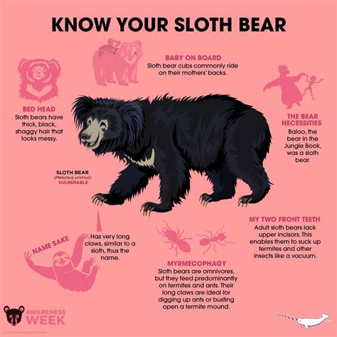 fun facts sloth bears